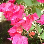 וילה Begonville